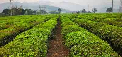 大高端普洱茶价格多少-大高端普洱茶价格多少钱