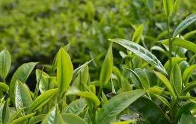 三大普洱茶基地有哪些地方-三大普洱茶基地有哪些地方名称