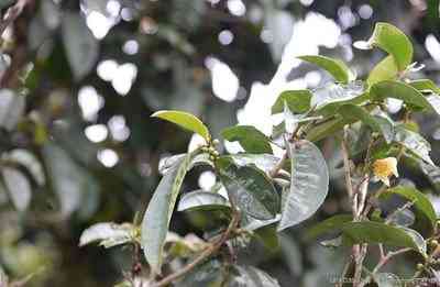 现存最老的普洱茶饼图片及价格-现存最老的普洱茶饼图片及价格表