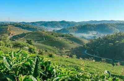 夏天适合喝哪种普洱茶更好-夏天适合喝哪种普洱茶更好呢