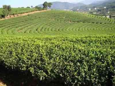 冰岛普洱茶性价比更高的是哪种-冰岛普洱茶性价比更高的是哪种茶