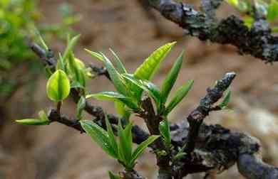 中茶虎年普洱茶价格及图片-中茶虎年普洱茶价格及图片大全