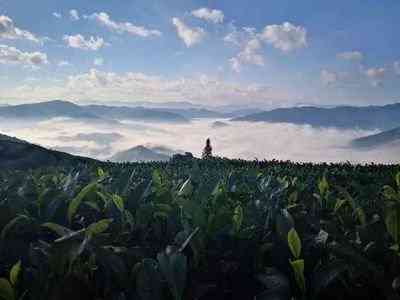 普洱茶能不能加肥料泡茶-普洱茶能不能加肥料泡茶喝