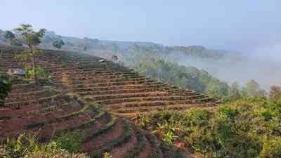 什么是普洱茶新茶-什么是普洱茶新茶叶