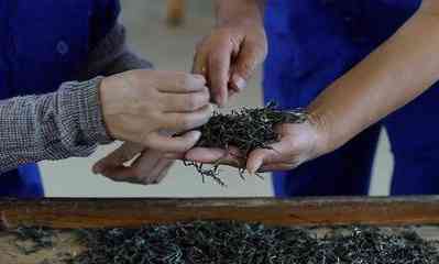 哪里普洱茶出名更好-哪里普洱茶出名更好喝