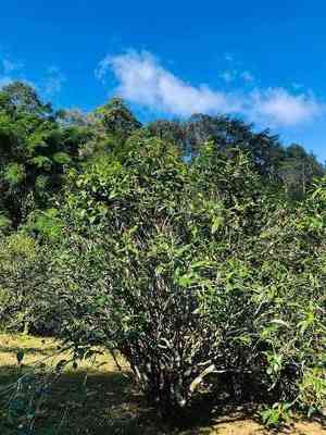 悠然普洱茶价位表-悠然普洱茶价位表图片