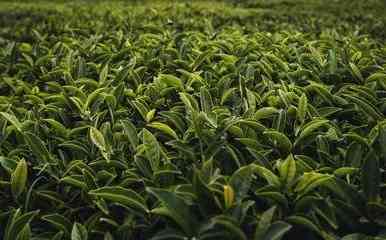 冰岛普洱茶砖熟茶很碎吗