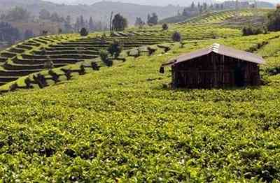 普洱茶500年古树茶价格多少-普洱茶500年古树茶价格多少钱一斤