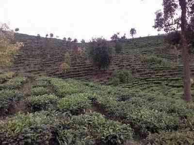 冲泡普洱茶产地在哪里好-冲泡普洱茶产地在哪里好呢