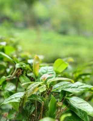 感冒吃药可以和普洱茶吗-感冒吃药可以喝普洱茶吗