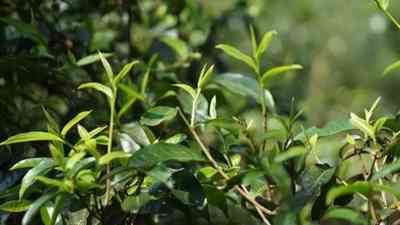 普洱茶杀青还是炒青好一点-普洱茶杀青还是炒青好一点呢