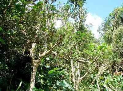 76年的熟普洱茶现在的市场价格-76年的熟普洱茶现在的市场价格是多少