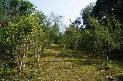 北京普洱茶直播基地-北京普洱茶直播基地在哪里