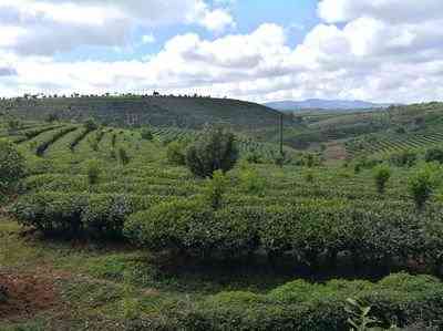 临沧风庆普洱茶-临沧风庆普洱茶价格