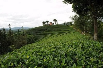 普洱茶生产期限多长年更好-普洱茶生产期限多长年更好喝