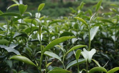 普洱茶白茶储存条件和要求-普洱茶白茶储存条件和要求是什么