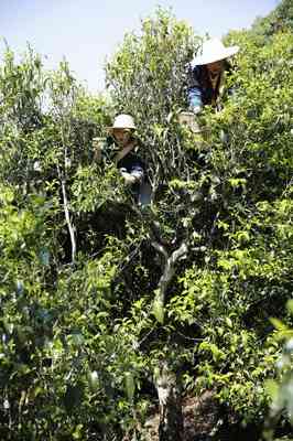 2012冰岛普洱茶多少钱一片呀-2012冰岛普洱茶多少钱一片呀