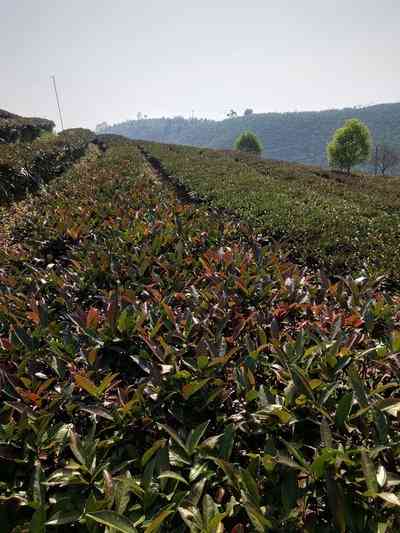 开原普洱茶有哪些品种-开原普洱茶有哪些品种的