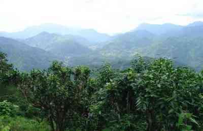 白茶与普洱茶哪种价钱贵-白茶与普洱茶哪种价钱贵些