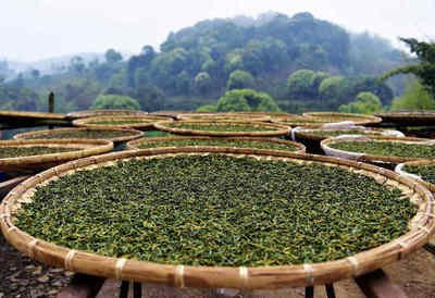 普洱白茶属于哪个茶区的茶-普洱白茶属于哪个茶区的茶叶