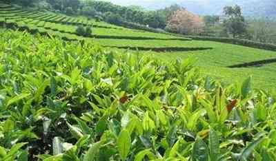 普洱茶饼面油润