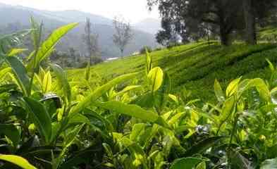 普洱茶饼储存环境图片真实-普洱茶饼储存环境图片真实大全