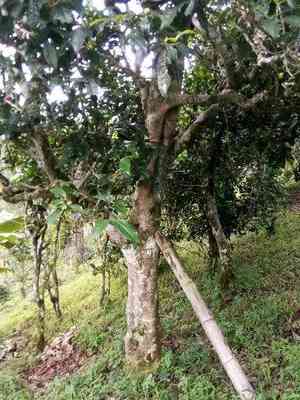 困鹿山普洱茶广