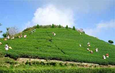 湖南柑皮普洱茶产地在哪里-湖南柑皮普洱茶产地在哪里啊