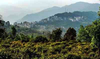 青海卖普洱茶的地方有哪些-青海卖普洱茶的地方有哪些呢