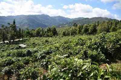 普洱茶勐海县-普洱茶勐海县与普洱市哪个好