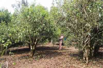 茶叶普洱茶体验馆团购-茶叶普洱茶体验店