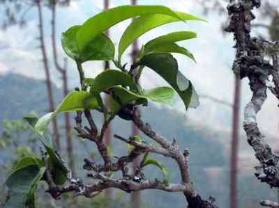 散茶普洱茶保质期一般多久-散茶普洱茶保质期一般多久啊