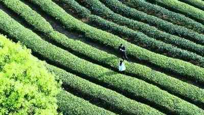 平寨古树普洱茶-平寨古树普洱茶价格