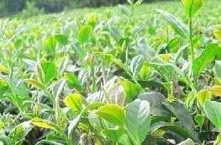 大益普洱茶最新价格7542年-大益普洱茶最新价格7542年