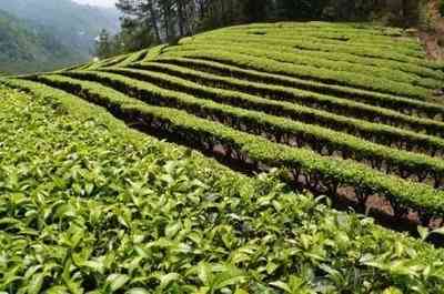 百茶堂普洱茶如何冲泡好喝-百茶堂普洱茶如何冲泡好喝一点