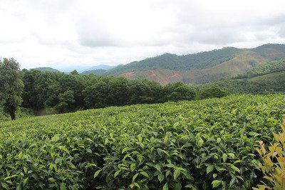 紫芽普洱茶是哪个产区的茶-紫芽普洱茶是哪个产区的茶叶