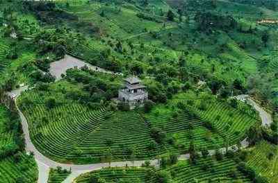 特浓普洱茶图片-特级普洱茶的功效