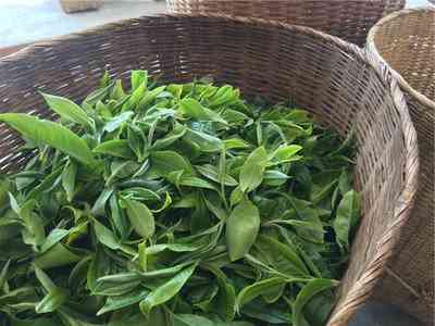 普洱白茶茶饼图片