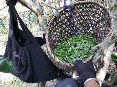 平安普洱茶饼-平安普洱茶饼价格表