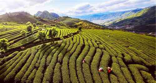 福鼎白茶冲泡时要洗茶吗及如何洗