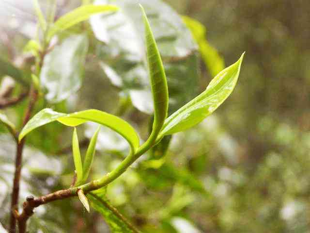 福鼎白茶降血糖机制及疗效