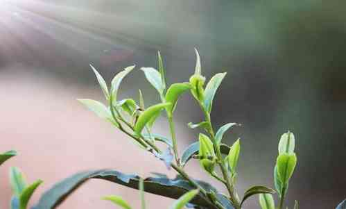 安吉白茶兰花香口粮茶，好喝的兰花香型，栗香