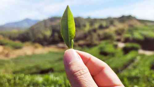 安吉珍稀茗品白茶价格查询