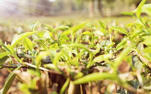 福鼎白茶绿雪芽系列价格及评价