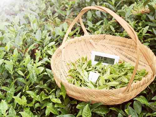 浙江安吉白茶茶厂电话地址，安吉白茶