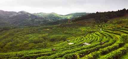 福鼎白茶70年国庆纪念茶价格