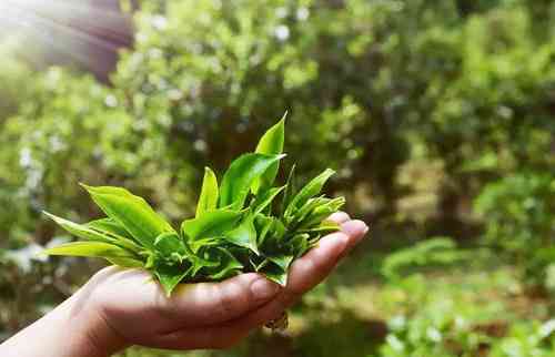 白毫银针茶中茶王：极品白茶的功效与作用