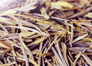 种植安吉白茶的过程及前景