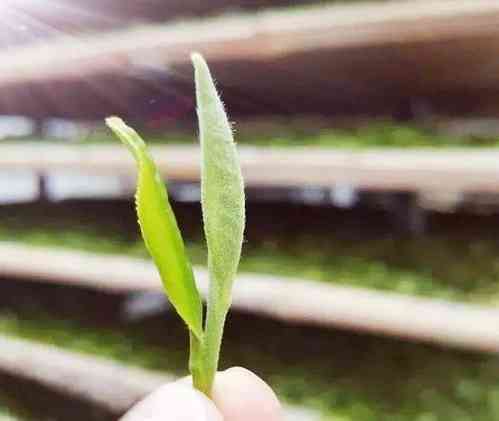 广福心道的茶怎么样，值得买吗？