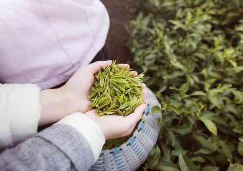 颂美茶场安吉白茶的美誉与价格